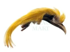 Bażant Złocisty Golden Pheasant Topping Crest