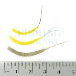 Realistyczne Tułowia Jętek