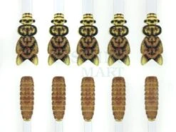 Stonefly Wings Buds And Back