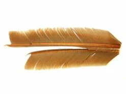 Pióra Turkey Biot Quills
