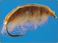 Kiełże (bezzadziorowe)