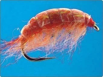 Kiełże (zadziorowe) 1 Kiełże (zadziorowe)