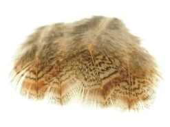 Pióra Brązowe Kuropatwy Brown Partridge Back