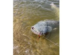 BLACK CAT Przynęty Sumowe Cat Chatter -Sklep Wapsi przynety sumowe cat chatter u4