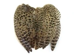 Skrzydła Bażanta łownego - Kura