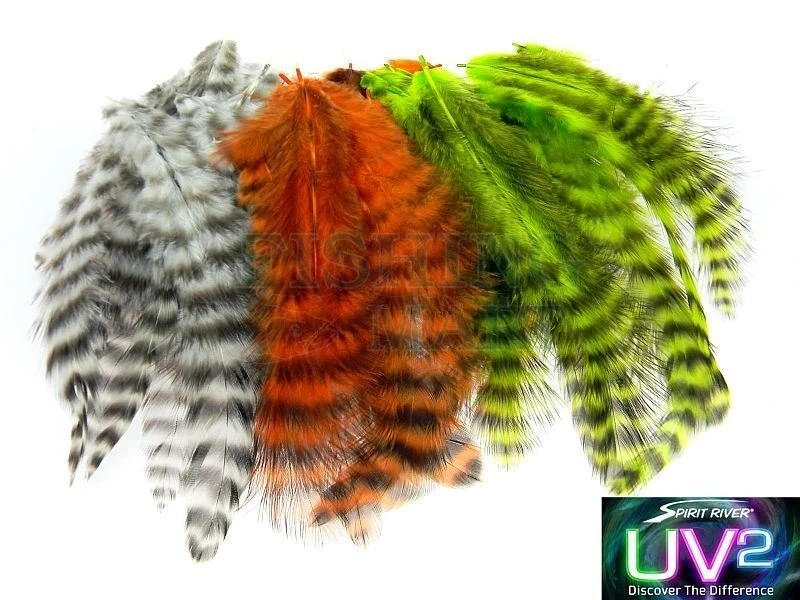 Pióra UV2 Grizzly Soft Hackles 1 Pióra UV2 Grizzly Soft Hackles