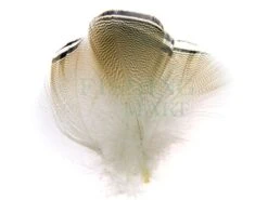 Wapsi Pióra Kaczki Karolinki