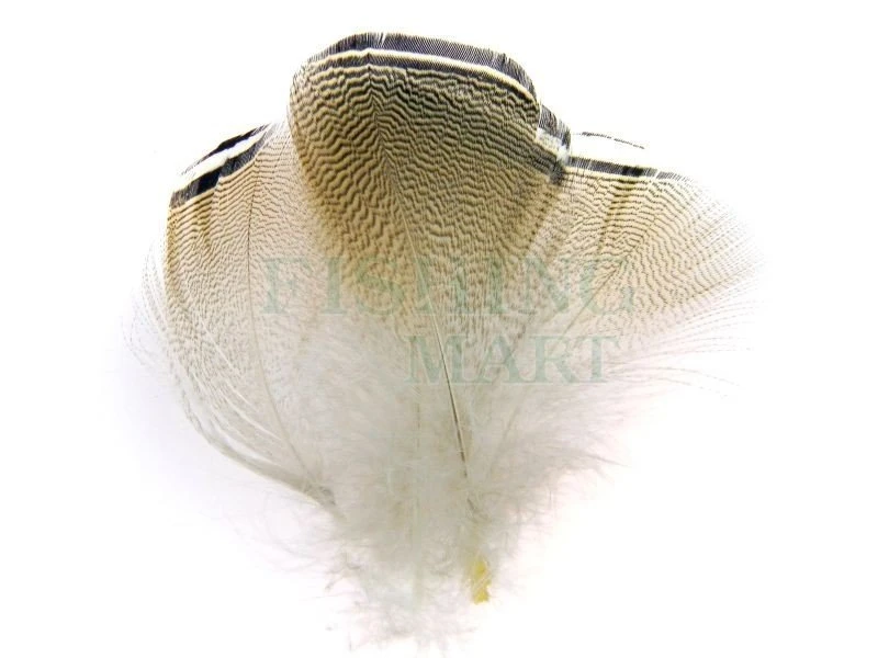 Wapsi Pióra Kaczki Karolinki 1 Wapsi Pióra Kaczki Karolinki