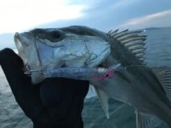 Woblery Forma Gloss 90 -Sklep Wapsi woblery forma gloss 90 pk