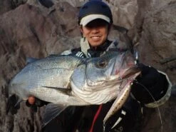 Megabass Woblery Genma 85S -Sklep Wapsi woblery genma 85s iw